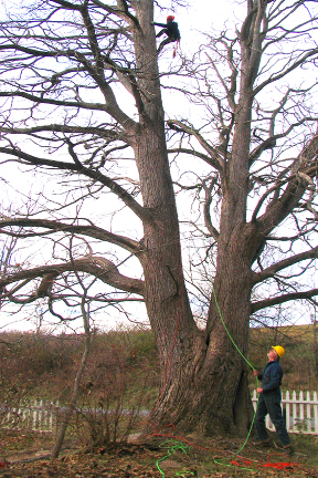 Static cabling of the Illinois Champion Northern Catalpa