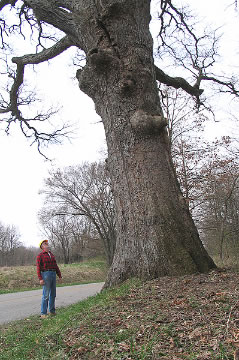 Guy Sternberg evamining the Gudgel Oak Tree