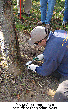 Inspecting for girdling roots