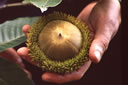 Quercus insignis, the largest acorn in the world, in southern Vera Cruz, Mexico