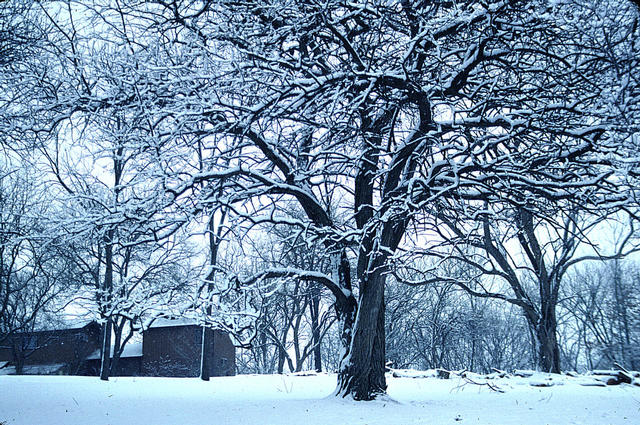 'Cannonball' highlighted by snow. 