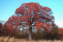 The Gudgel Oak