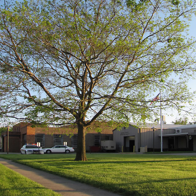 A European hackberry (Celtis austalis)