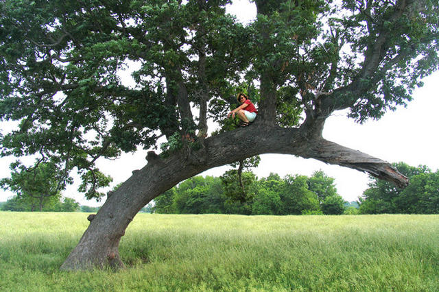 The Athens Trail-Marker White Oak (Quercus alba), core-dated to the 1730s