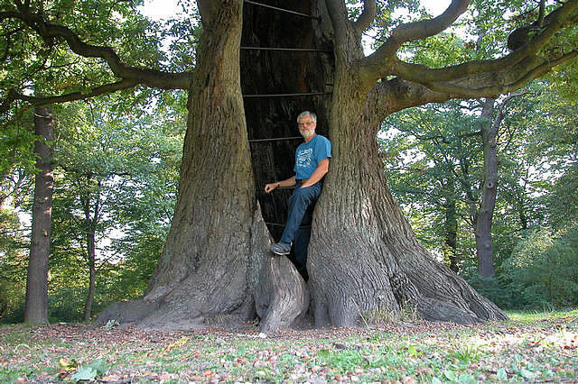 The greatest oak of Hamburg, Germany, a 300-year old Quercus robur at Jenisch Park