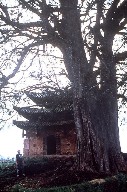 Some old Buddist temples in China have sacred dragon trees (Long Shu) like this Ficus religiosa at Meli, near the Viet Nam border