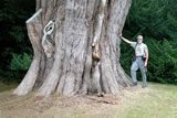 A monumental Cupressus macrocarpa at Tregrehan in Cornwall