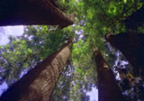 Huge Grevillea robusta trees (1m diam @) planted in Seville long ago