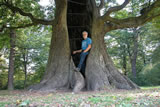 The greatest oak of Hamburg, Germany, a 300-year old Quercus robur at Jenisch Park