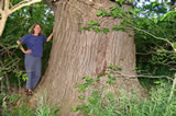 Edie with one of the largest oaks in our county, an 18-foot bur oak (Quercus macrocarpa) specimen at the Lyons farm near Petersburg that we have core-dated to about 1740