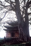 Some old Buddist temples in China have sacred dragon trees (Long Shu) like this Ficus religiosa at Meli, near the Viet Nam border.