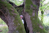 A massive Quercus xhaynaldiana near Istanbul in the Bilezikci Forest, 7 meters in circumference