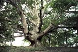 The Illinois Champion Quercus xsubstellata, identified by Guy and nominated by our friend Larry Mahan