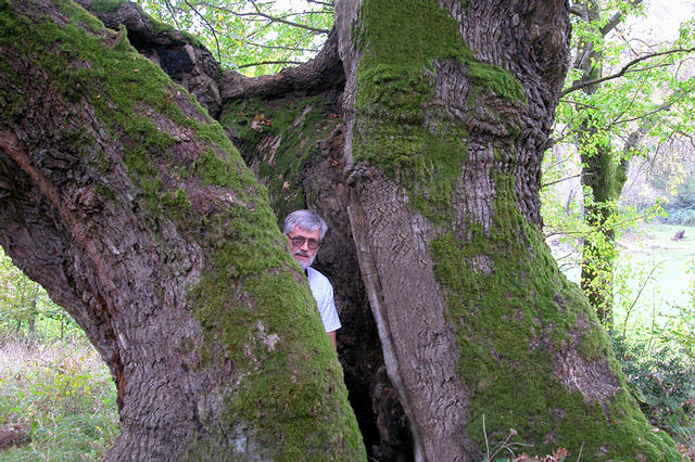 A massive Quercus xhaynaldiana near Istanbul in the Bilezikci Forest, 