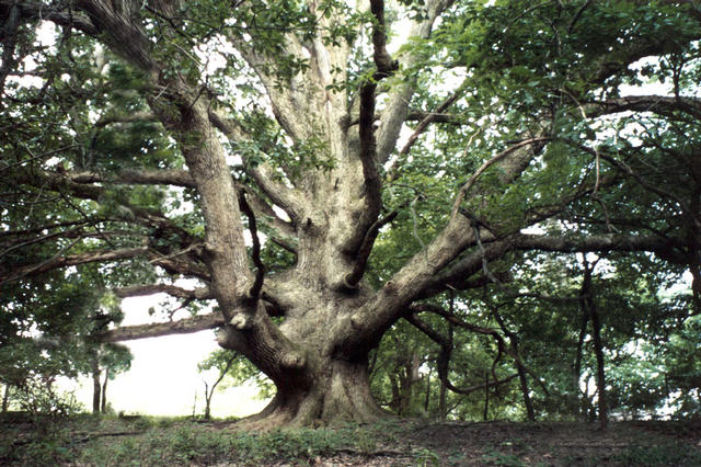 The Illinois Champion Quercus xsubstellata, identified by Guy and nominated by our friend Larry Mahan