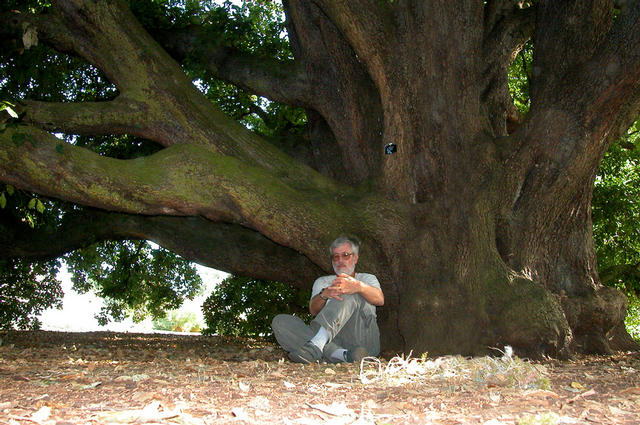 The first (ortet) plant of the hybrid oak Quercus xturneri (Q. robur x Q. ilex), never found in the wild until recently in northern Spain, grows at the Royal Botanic Garden Kew