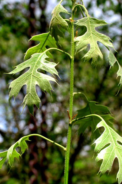 Spring foliage of a grafted tree of Quercus velutina 'OakRidge Walker', our cutleaf black oak selection from Sangamon County, Illinois, now being propagated in Europe