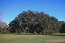 The Abbot Schauble Oak on the grounds of St. Joseph Abbey, founded by the Benedictine monks over a century ago near New Orleans — this is one of many fine live oaks (Quercus virginiana) in the Deep South.