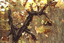 A very corky bur oak (Quercus macrocarpa) sapling in Porter County, Indiana.