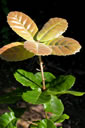 This Quercus dolicholepis, grown from seed we collected along the border of China and Viet Nam, is one of more than 100 containerized tropical and subtropical oaks we maintain in our living collection at Starhill Forest.