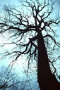 The Missouri co-champion bur oak (Quercus macrocarpa) in Mississippi County, 140 feet tall.