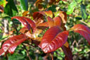 The bright spring foliage of a rare oak in our collection — Quercus organensis from the Organ Mountains of New Mexico.