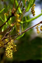 Staminate flowers on Quercus pumila, the shrubby runner oak from the Deep South, surviving in a sand mound planting at Starhill Forest in Illinois. (Zone 5!)