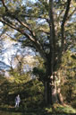 The Vagabond, a splendid old water oak (Quercus nigra) in a secluded setting in Montz, Louisiana, behind the childhood home of Coleen Perilloux Landry, chairman of the Live Oak Society.