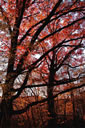 Old white oaks in fall, along the bluff of Rock Creek at Starhill Forest, our arboretum.