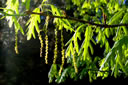 White oak (Quercus alba) flowering at Starhill Forest in late April.