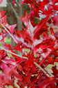 Fall foliage of Quercus xsternbergii.