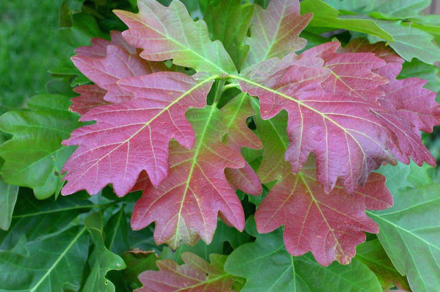 Quercus xreifii var. warei 'Chimney Fire' is an unusual fastigiate hybrid oak selection that gives colorful spring foliage (shown here) and some fall color as well.