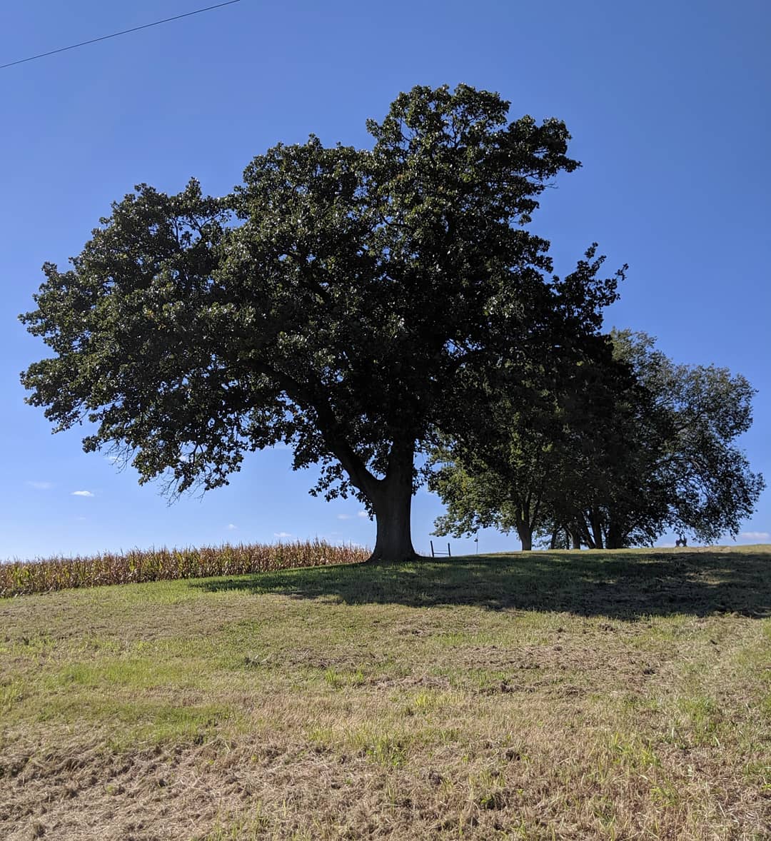 Quercus Marilandica – Starhill Forest Arboretum