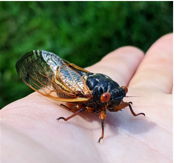 COMING THIS YEAR… PERIODICAL CICADAS!