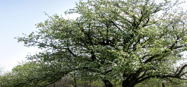 Hawthorns (Crataegus sp.)