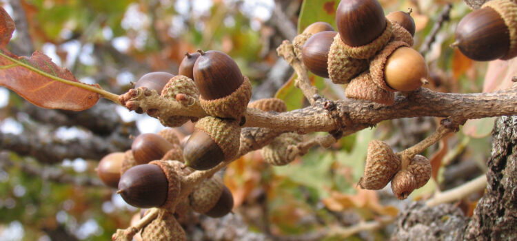 Quercus stellata, Post Oak